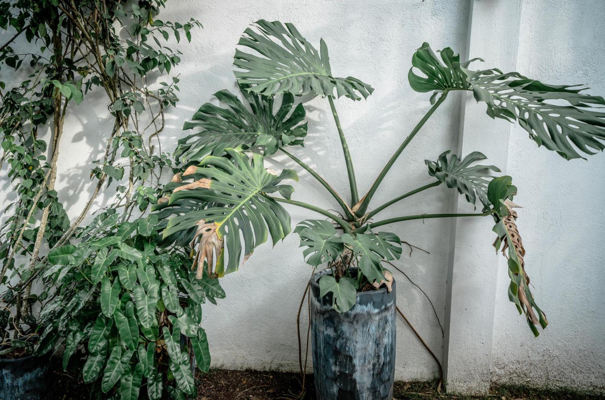 Willa Tana Mysterious Garden Panglao Zewnętrze zdjęcie