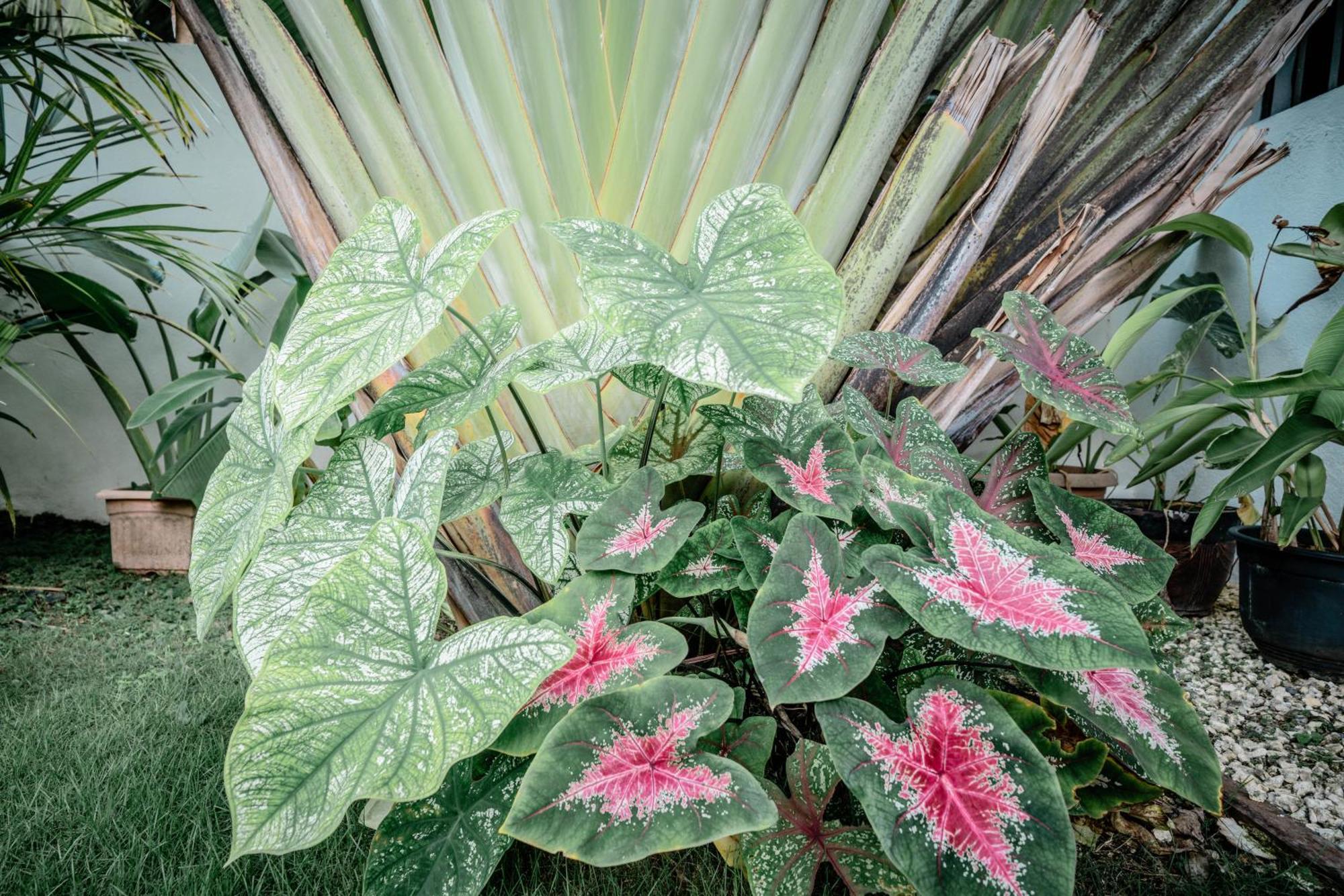 Willa Tana Mysterious Garden Panglao Zewnętrze zdjęcie